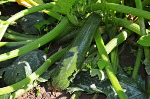 Effetti della cenere sul concime delle zucchine: cosa sapere