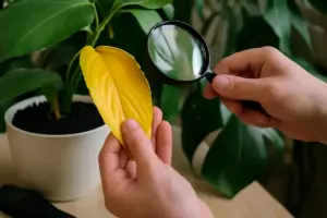 Significato delle foglie gialle nelle piante tropicali: il controllo da fare prima di intervenire