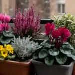 Piante perenni da balcone resistenti al freddo: quali scegliere per avere colori anche in inverno