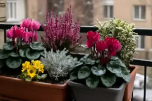 Piante perenni da balcone resistenti al freddo: quali scegliere per avere colori anche in inverno