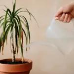 Cosa causa le punte secche nelle piante d’appartamento? L’errore di irrigazione che fa più danni