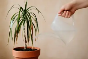 Cosa causa le punte secche nelle piante d’appartamento? L’errore di irrigazione che fa più danni
