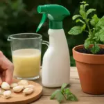 Come creare un insetticida naturale con l’aglio? La ricetta facile per allontanare gli afidi senza danneggiare la pianta