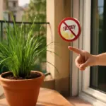 Coltivazione della citronella su balcone: perché funziona davvero contro le zanzare senza chimica