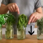 Piante aromatiche in idrocoltura: quali errori evitare per una crescita sana e continua?