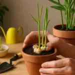 Come coltivare lo zenzero in casa? Il trucco che garantisce germogli vigorosi e aromatici
