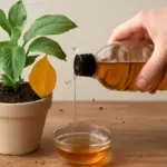Come eliminare i moscerini dal terriccio? Il rimedio naturale che funziona al primo tentativo