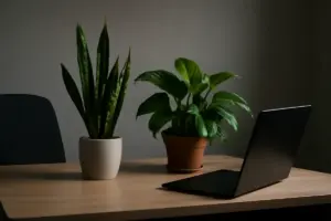 Risposta per chi chiede ‘quale pianta scegliere per ufficio senza luce’: due soluzioni che non temono l’ombra