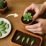 Come propagare le piante grasse facilmente? Metodo infallibile senza utilizzare ormoni
