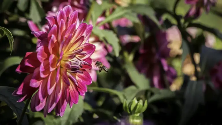 Api e altri insetti sui fiori d’autunno: come osservare senza confondere specie diverse