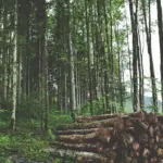 Muretto, legna e foglie secche: i piccoli rifugi che cambiano quanta vita passa in giardino