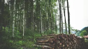 Muretto, legna e foglie secche: i piccoli rifugi che cambiano quanta vita passa in giardino