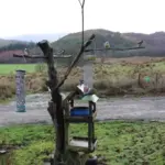 Uccelli che ignorano la mangiatoia: perché posizione, pulizia e ambiente contano più del cibo scelto