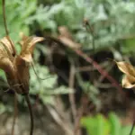 Steli secchi e cavi a fine stagione: perché tagliare tutto a filo può eliminare piccoli rifugi per insetti