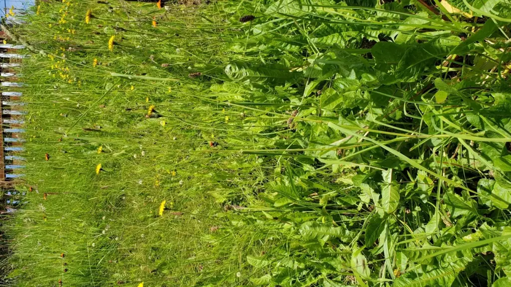 Prato rasato tutto alla stessa altezza: cosa cambia se una piccola fascia resta più alta per qualche settimana