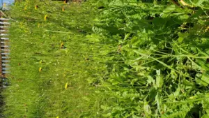 Prato rasato tutto alla stessa altezza: cosa cambia se una piccola fascia resta più alta per qualche settimana