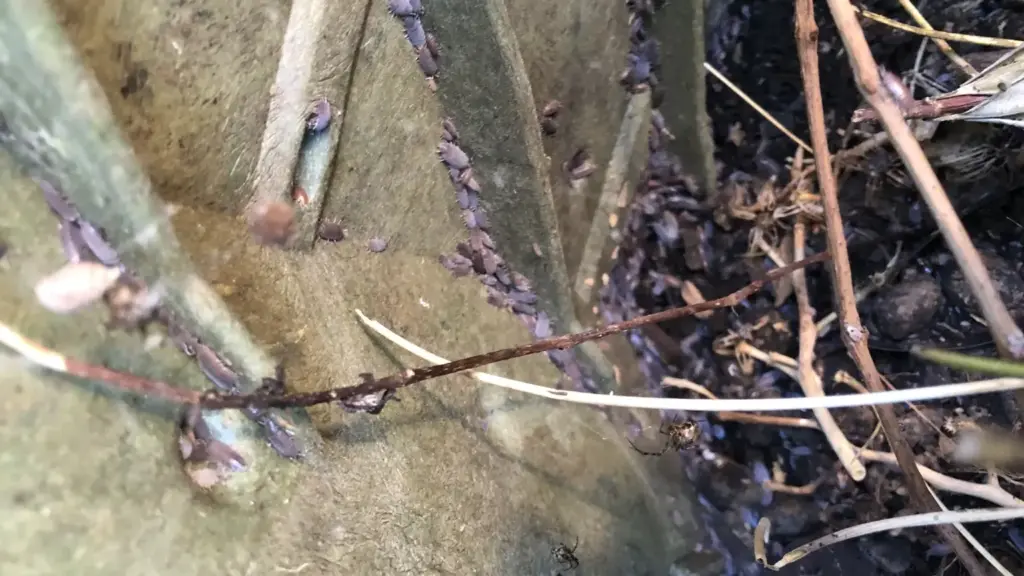 Compostiera piena di piccoli invertebrati: perché la loro presenza non significa automaticamente che qualcosa sia andato storto
