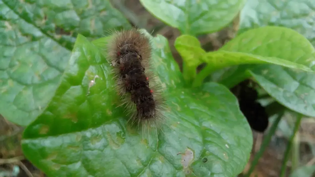 Bruchi su poche foglie ornamentali: quando il danno limitato non richiede subito un trattamento