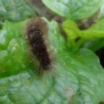Bruchi su poche foglie ornamentali: quando il danno limitato non richiede subito un trattamento