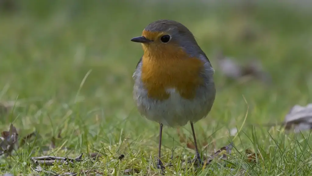 Pettirossi in giardino in autunno: cosa li attira davvero e cosa è meglio non lasciare fuori