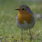 Pettirossi in giardino in autunno: cosa li attira davvero e cosa è meglio non lasciare fuori