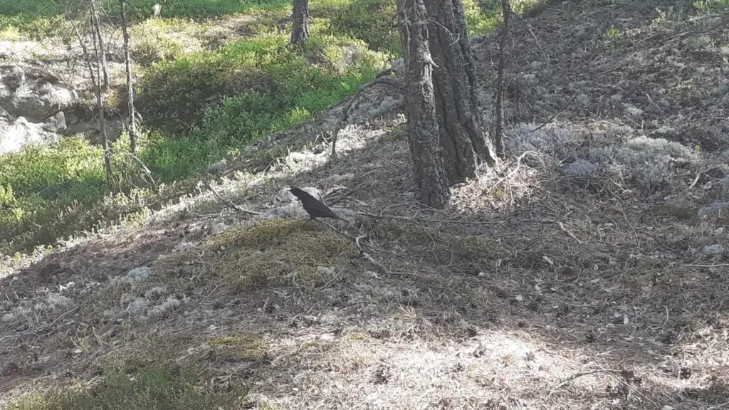 Pettirosso, merlo o passero? I dettagli da osservare in giardino prima di identificarli di fretta