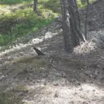 Pettirosso, merlo o passero? I dettagli da osservare in giardino prima di identificarli di fretta
