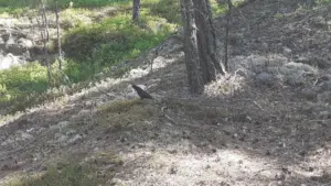 Pettirosso, merlo o passero? I dettagli da osservare in giardino prima di identificarli di fretta
