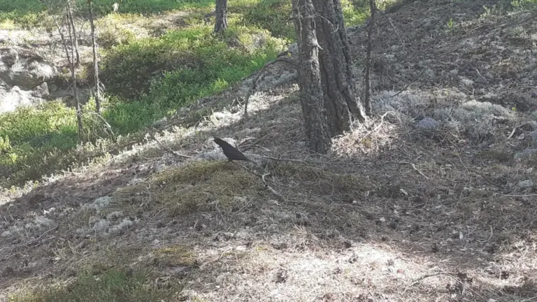 Pettirosso, merlo o passero? I dettagli da osservare in giardino prima di identificarli di fretta