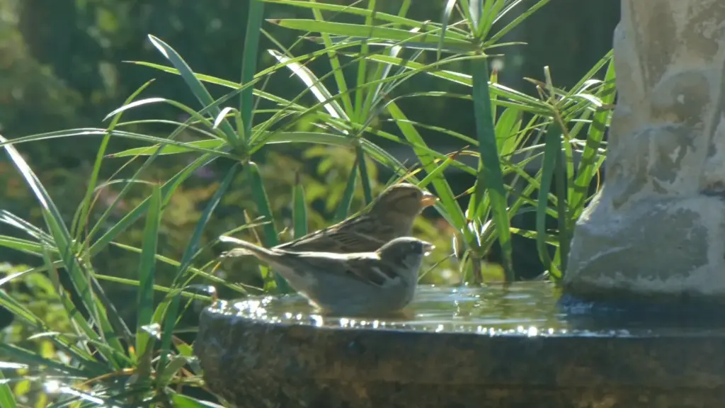 Ciotola d’acqua per gli uccelli: dove metterla perché sia utile senza diventare una trappola