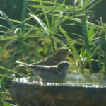 Ciotola d’acqua per gli uccelli: dove metterla perché sia utile senza diventare una trappola