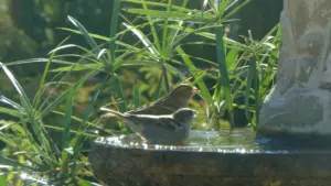 Ciotola d’acqua per gli uccelli: dove metterla perché sia utile senza diventare una trappola