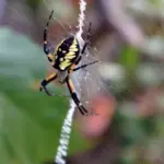 Ragni in giardino a fine estate: perché rimuovere tutte le ragnatele può impoverire il microhabitat