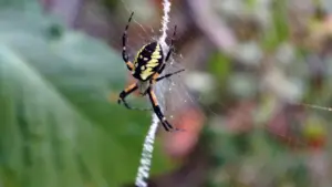 Ragni in giardino a fine estate: perché rimuovere tutte le ragnatele può impoverire il microhabitat