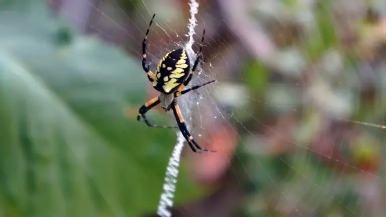 Ragni in giardino a fine estate: perché rimuovere tutte le ragnatele può impoverire il microhabitat