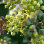 Fiori di edera in autunno: perché attirano insetti quando molte altre piante hanno già finito