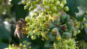 Fiori di edera in autunno: perché attirano insetti quando molte altre piante hanno già finito