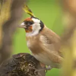 Semi lasciati sulle piante: perché non tagliare tutto subito può aiutare piccoli uccelli e insetti