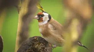 Semi lasciati sulle piante: perché non tagliare tutto subito può aiutare piccoli uccelli e insetti