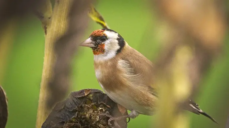 Semi lasciati sulle piante: perché non tagliare tutto subito può aiutare piccoli uccelli e insetti