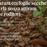 Foglie secche sotto una siepe: perché possono diventare rifugio per piccoli organismi del giardino