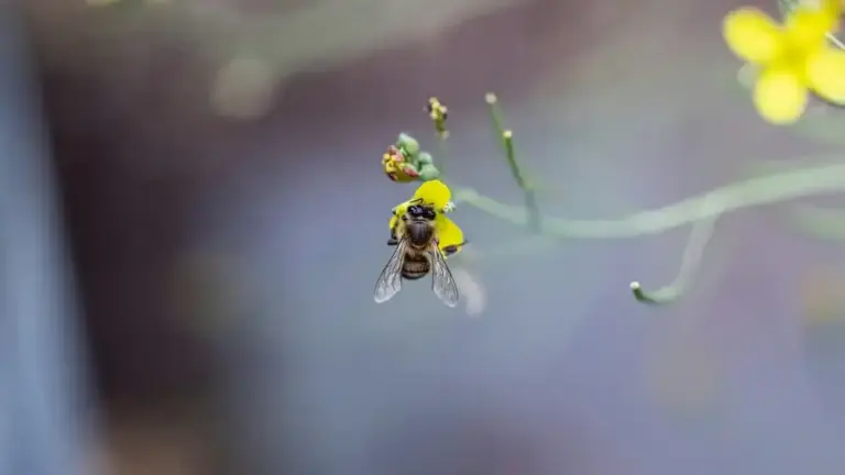 Api e sirfidi sugli ultimi fiori: come distinguerli osservando forma e modo di volare senza catturarli