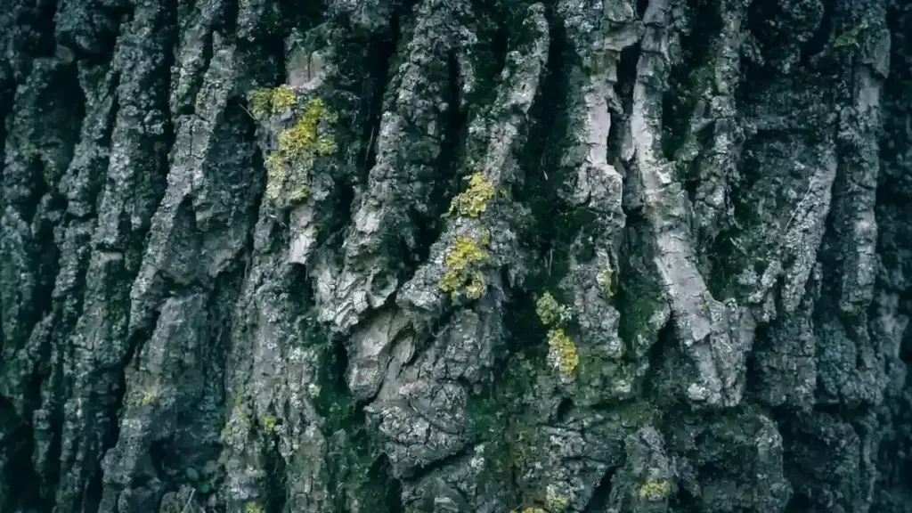 Tronco con licheni in giardino: perché la loro presenza non significa automaticamente che l’albero sia malato
