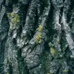 Tronco con licheni in giardino: perché la loro presenza non significa automaticamente che l’albero sia malato