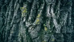 Tronco con licheni in giardino: perché la loro presenza non significa automaticamente che l’albero sia malato