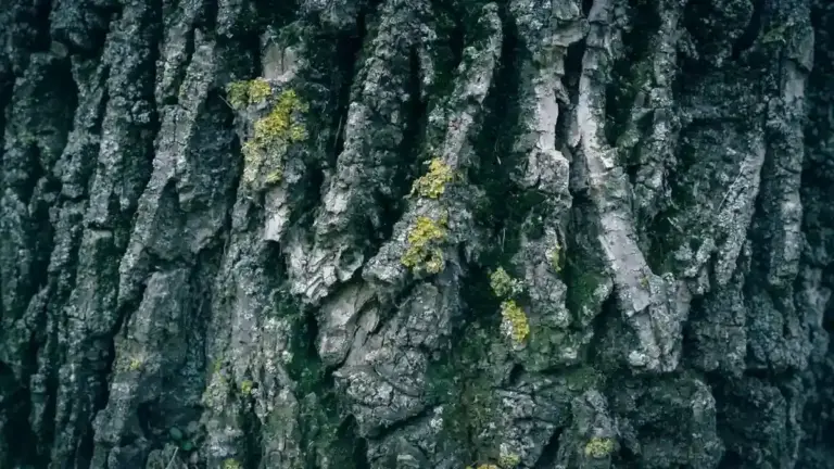 Tronco con licheni in giardino: perché la loro presenza non significa automaticamente che l’albero sia malato