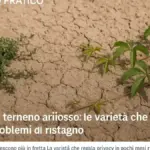 Uccelli che frugano tra le foglie a terra: cosa cercano e perché un angolo meno ordinato può offrire risorse