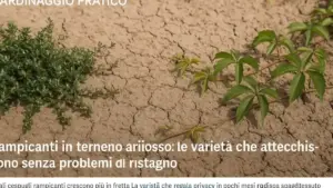 Uccelli che frugano tra le foglie a terra: cosa cercano e perché un angolo meno ordinato può offrire risorse