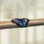Farfalle tardive nelle giornate miti: quali dettagli fotografare per provare a identificarle senza manipolarle