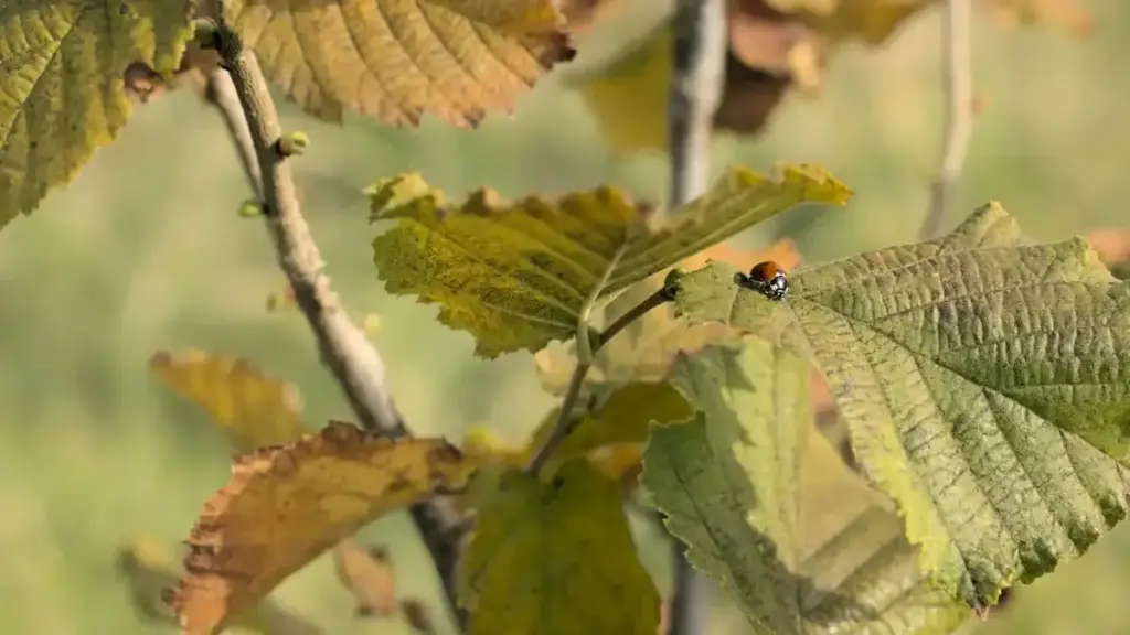 Insetti sui fiori di ottobre: come osservarne il comportamento senza prenderli in mano